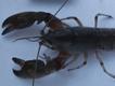 The 45-year-old intentionally trespassed on Wickepin farmland and set six yabby traps around the property’s dam between February 21 and 28.