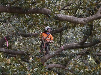 The State Government announce a tree recovery package to support the Cook Labor Government’s unprecedented biosecurity polyphagous shot-hole borer response. Pictured - A range of volunteer arborists are checking and climbing trees that have been identified as a risk